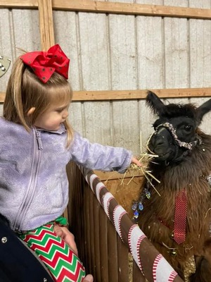 Petting Llamas in our Petting Zoo